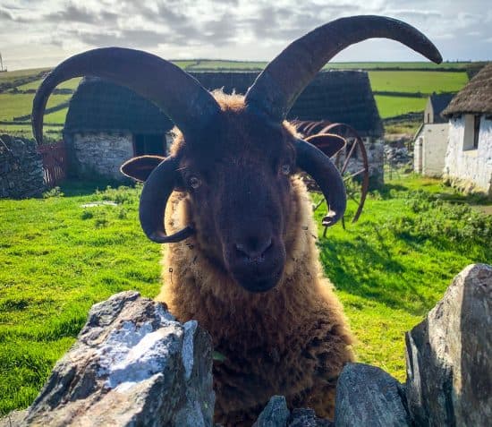 Life on the Farm-Cregneash