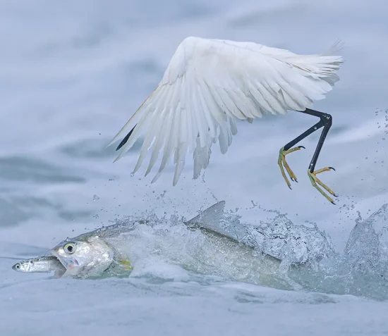 Wildlife Photographer of the Year