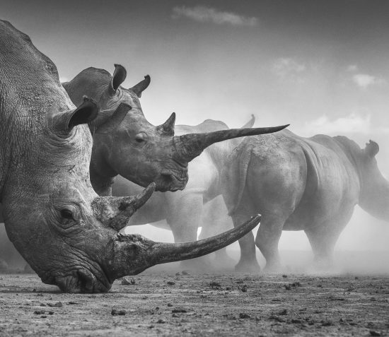 Wildlife Photographer of the Year