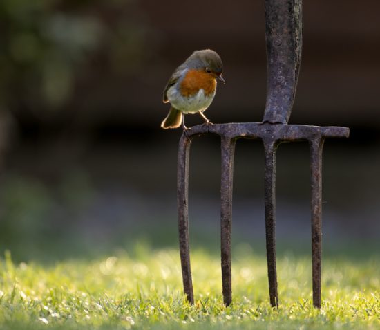 Take part in ‘Manx Wildlife Week’