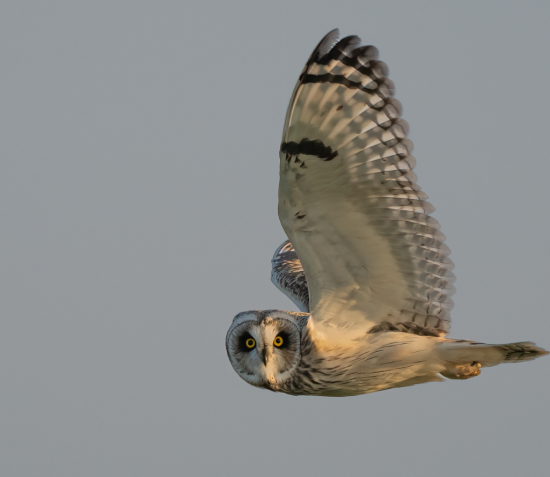 Wildlife Photographer of the Year returning to the Isle of Man and photographers are invited to capture their own winning images