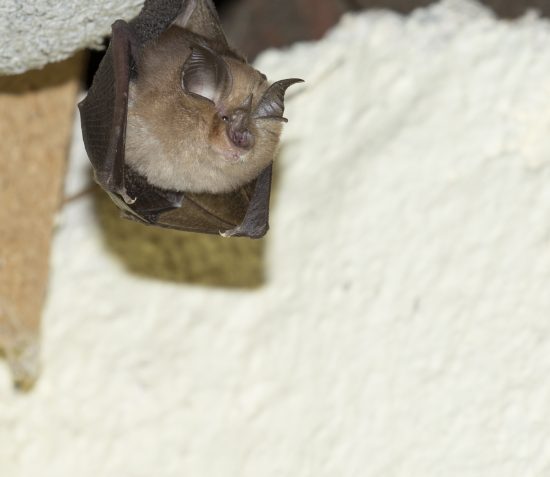 Leading Expert to talk on Lesser Horseshoe Bats