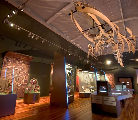 A Whale of a Tale: Celebrating 100 Years of the Manx Museum’s Sei Whale Skeleton
