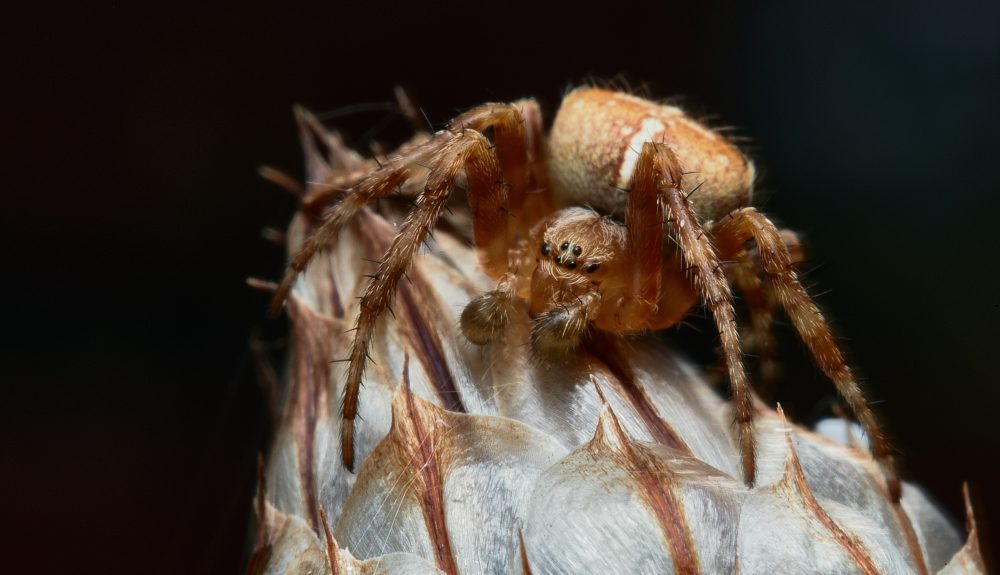 Macrophotography depicting a Male Garden Spider (Araneus diadematus). Image credit: Adam Morgan