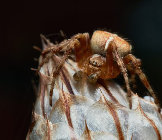Small Wonders, Big Impact: Macro Photography Workshops