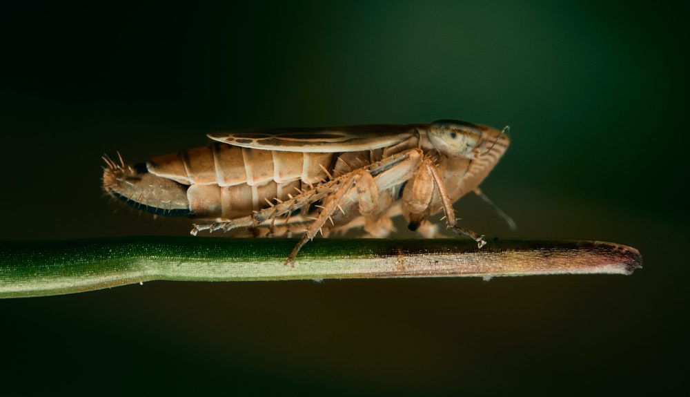 Colour photograph of a Froghopper. Image credit: Adam Morgan, Isle of Man Biosphere Photographer in Residence.
