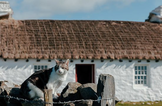 Conservation in Action: Stone and Scraa at Cregneash